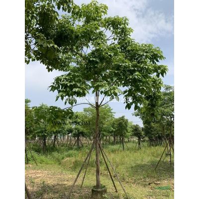 福建老人葵，華棕，華盛頓棕櫚3米4米5米