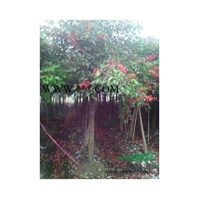 老人葵 華棕 華盛頓棕櫚