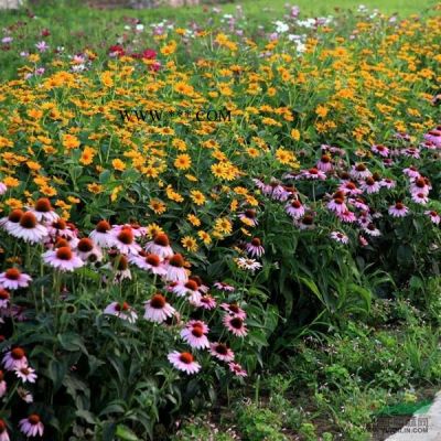 紅葉石楠 （球、色塊、盆苗、地苗）