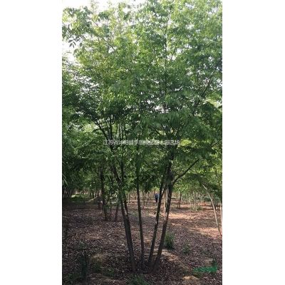 供應(yīng)紅葉石楠球凈球 精品球