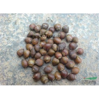 紅葉石楠大小苗2公分-10公分