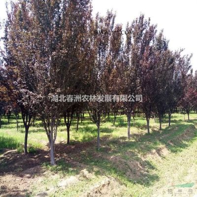 精品 湖北高桿紅葉石楠 安徽高桿紅葉石楠 江西高桿紅葉石楠等