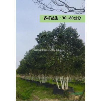 優(yōu)質(zhì)特價石楠 江蘇產(chǎn)地直銷