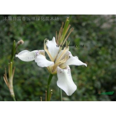 供應(yīng)綠化苗 紅葉石楠 紅葉石楠球 獨桿紅葉石楠 規(guī)格*