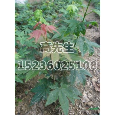 河南南陽(yáng)石楠哪里好/哪家便宜