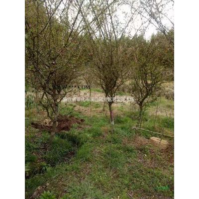 浙江急售羅漢松 寧波羅漢松基地實(shí)拍 造型羅漢松產(chǎn)地