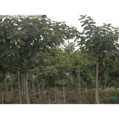 供應羅漢松/廣東羅漢松/哪里有羅漢松/哪里的羅漢松便宜