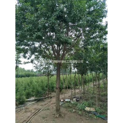 大量供應龍柏 龍柏球 基地 龍柏小苗多少錢一株 龍柏條圖片