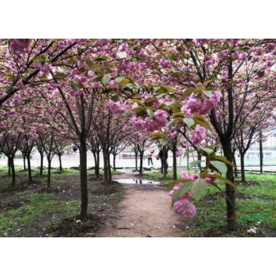 當(dāng)季小龍柏小苗 大量現(xiàn)貨供應(yīng)_小龍柏綠化_小龍柏超低價(jià)