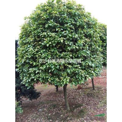 湖南香泡，湖南香泡樹圖片、價額