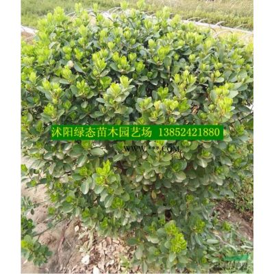 江蘇35公小龍柏價(jià)格，高度40公分小龍柏價(jià)格，小龍柏小苗價(jià)格