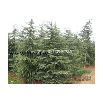 蜀檜、龍柏、檜柏、塔柏、雪松、廣玉蘭等多種綠化苗木直銷