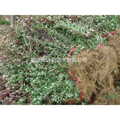 棕櫚價格_棕櫚基地_棕櫚產(chǎn)地_棕櫚綠化苗木苗圃基地