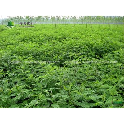 棕櫚價格_棕櫚基地_棕櫚產(chǎn)地_棕櫚綠化苗木苗圃基地