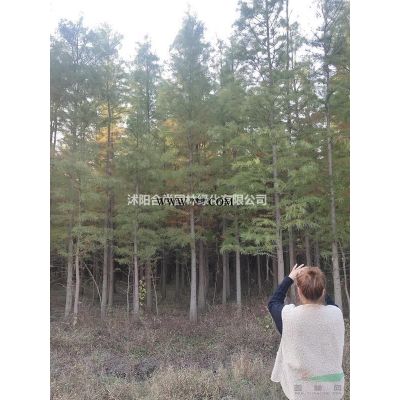 法國冬青、北海道黃楊、木槿、棕櫚、河南檜、