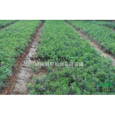 3米高優(yōu)美棕櫚.報(bào)價(jià)湖南苗木.