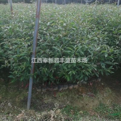 樂(lè)昌含笑產(chǎn)地直銷(xiāo)3公分，4公分，5公分樂(lè)昌含笑價(jià)格