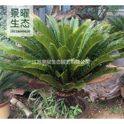 江蘇景曜生態產地/供應/高桿石楠樹批發價格/圖片/基地直銷