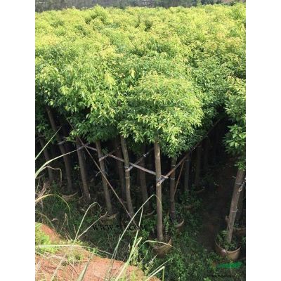 福建漳州供應紅葉石楠 紅葉石楠球圖片報價