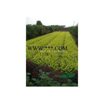江蘇常州本地【大杯苗】基地批發，紅葉石楠，金森女貞，南天竹等