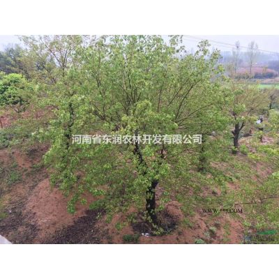 供應高桿紅葉石楠