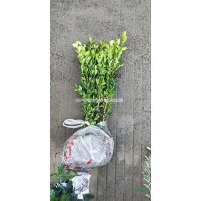 紅葉石楠地栽苗小杯苗小毛球