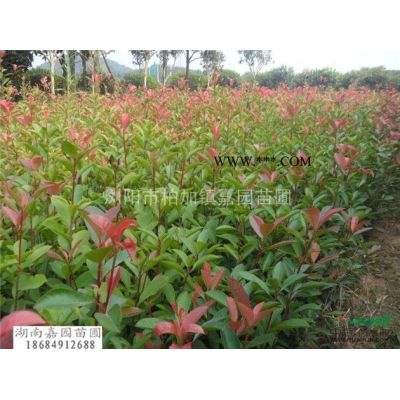 湖南紅葉石楠樹(shù),湖南紅葉石楠樹(shù)小苗
