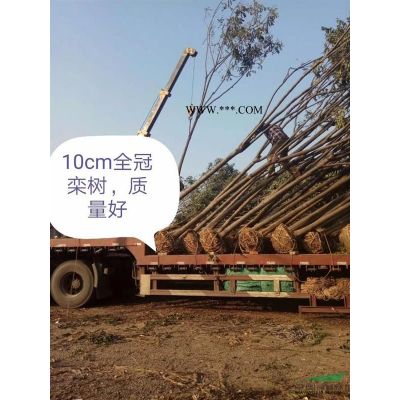 紅繼木球，石楠球