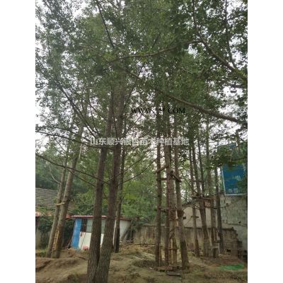 7-10公分高桿石楠/山東高桿石楠供應/山東高桿石楠價格