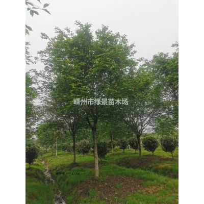 獨(dú)干紅葉石楠