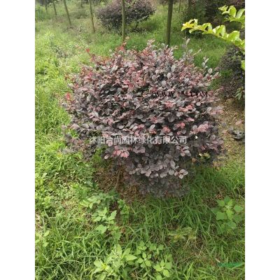 沭陽銀杏基地 大量供應銀杏小苗 白果樹 銀杏價格表圖片