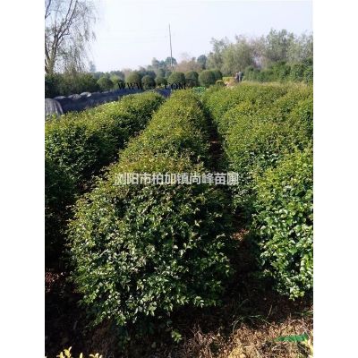 特價供應?。?！胸徑2---5公分的杜英（附價格表）