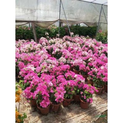 大小規格叢生紫薇 小葉紫薇 高20-500公分，7-6000元基地