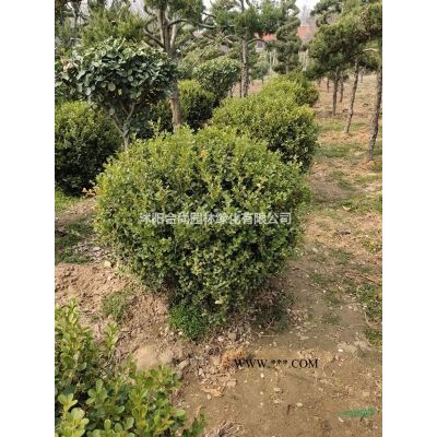 沭陽中國紅楓基地 大量銷售中國紅楓小苗 日本紅楓價格圖片