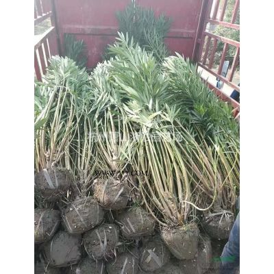 蕭山 日本紅楓中國紅楓 自產直銷配送基地供應報價