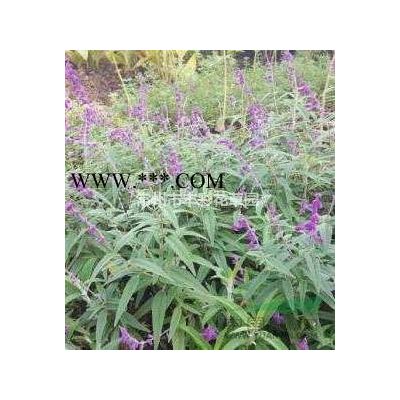 江蘇造型紫薇批發/供應