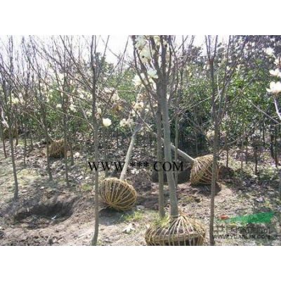 水杉、法桐、國槐、銀杏、雪松苗木直銷