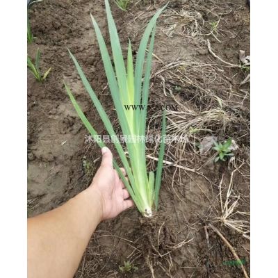 雜交馬褂木多少錢一棵、沭陽雜交馬褂木基地直銷