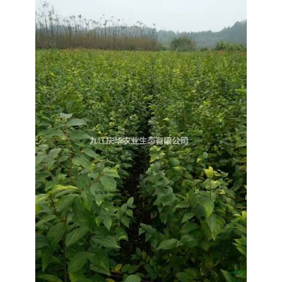 色澤鮮艷姿態(tài)挺拔的紫薇產地直銷 提供線上咨詢栽培技巧