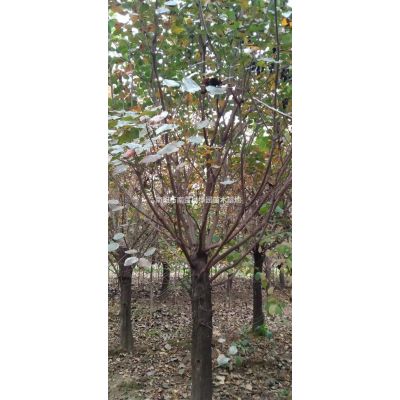 河南紅楓/河南南陽(yáng)紅楓價(jià)格/報(bào)價(jià)