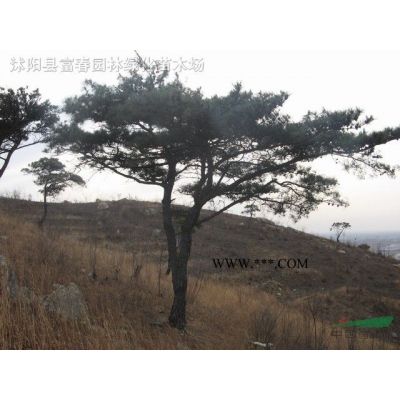 基地出售 楓樹流泉 日本流泉紅楓樹苗 三季紅葉楓樹 適應(yīng)性強 庭院陽臺盆栽地栽苗 價格優(yōu)惠