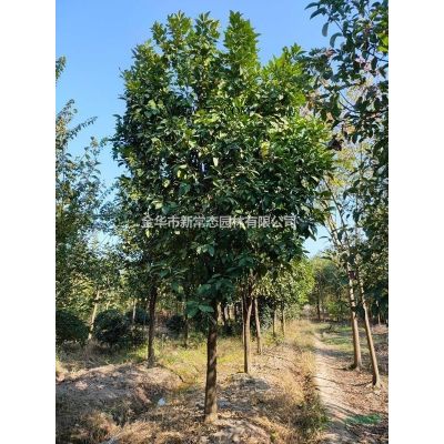 浙江供應(yīng)紫薇樁規(guī)格*/精華紫薇樁價格