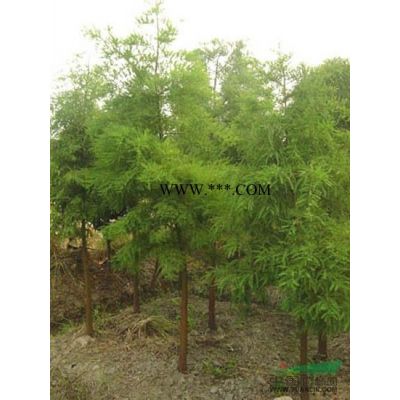 浙江精品紫薇特供 自產自銷