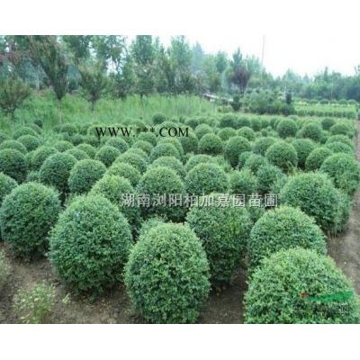 湖南紫薇價(jià)格