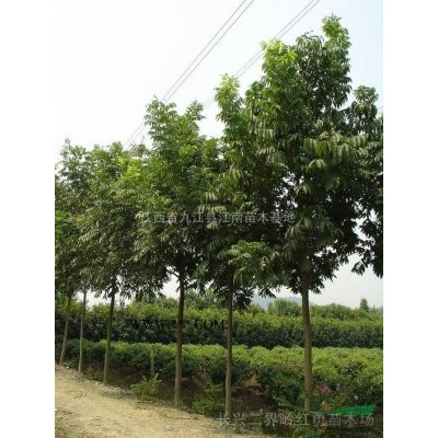 紫薇1圖片\紫薇1報價