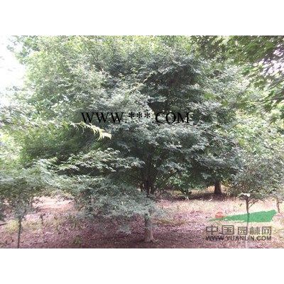 供應2-4供應紅楓、日本紅楓、雞爪槭、垂絲海棠