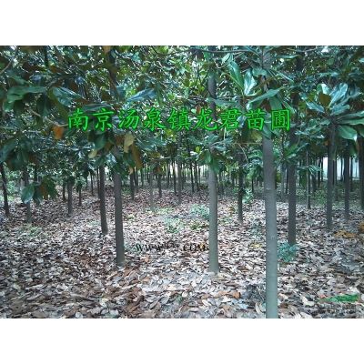 低價基地雪松、玉蘭、紅葉石楠、蜀檜、紫薇、紫葉李