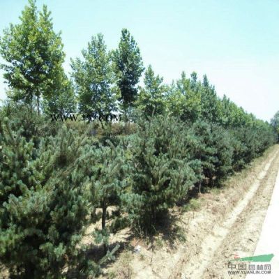 供應欒樹_黃山欒樹基地_欒樹圖片_欒樹價格
