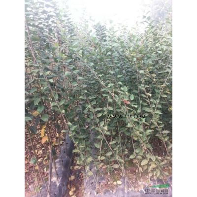 浙江紫薇小苗信息