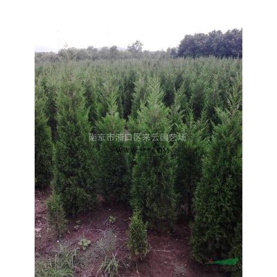 地徑10公分分支1米左右的紅葉李價格